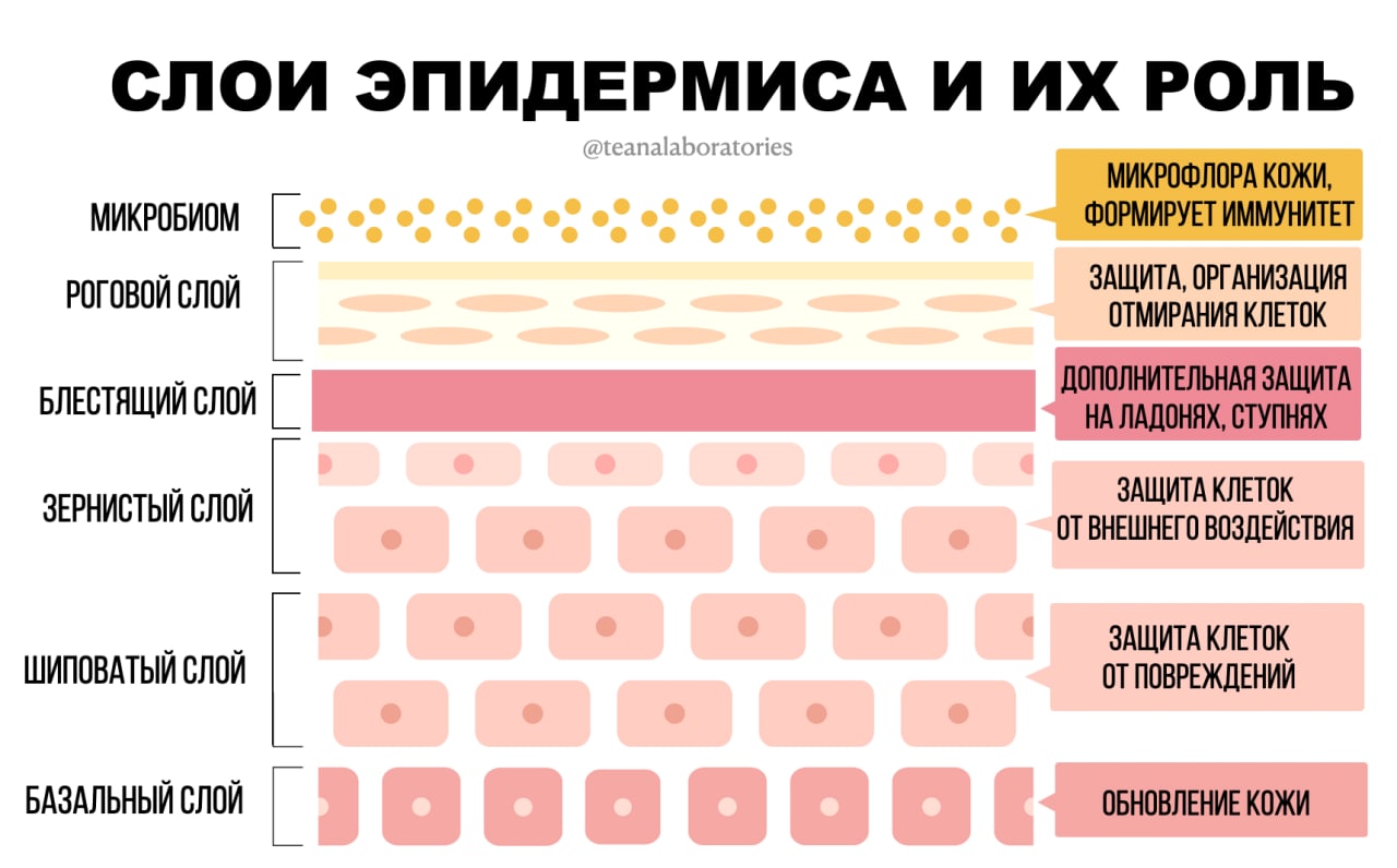 Начнем неделю с полезной картинки 

Напомним, что кожа состоит из двух главных...