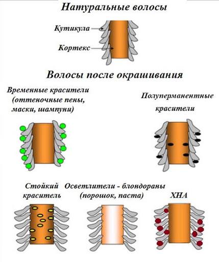 Что происходит с волосами во время осветления или обесцвечивания?

• Во время...